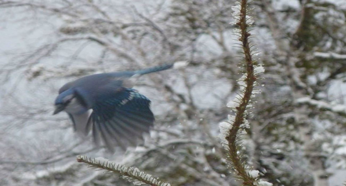 Male Blue Jay