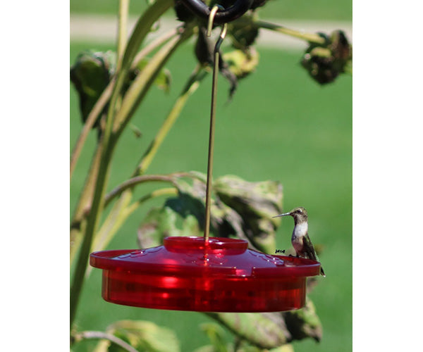 Hummingbird Haven