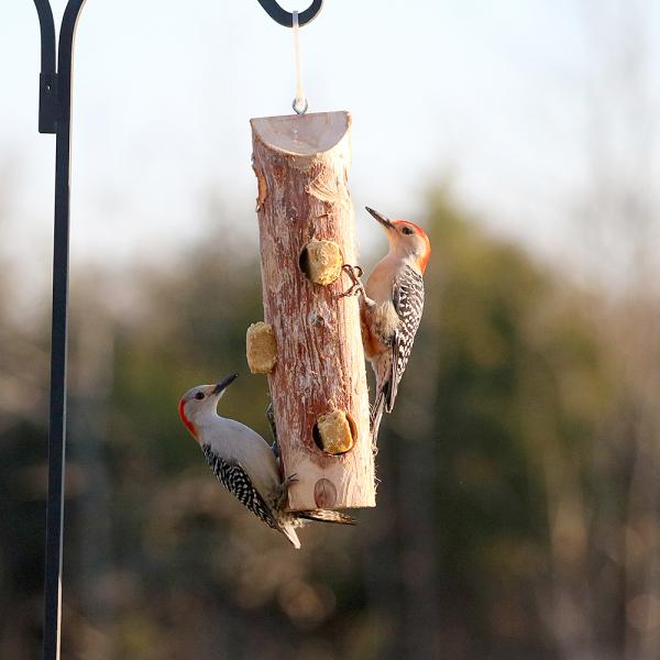 Suet Log Feeder without Perches