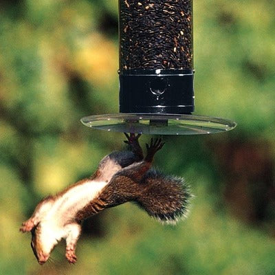 Droll Yankees Yankee Tipper Squirrel Resistant Bird feeder