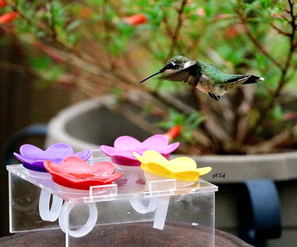 Plastic Trainer for Hummer Rings