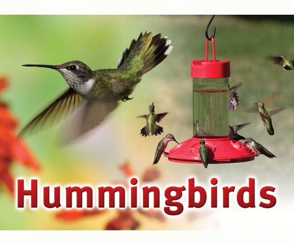 Hummingbird Sign