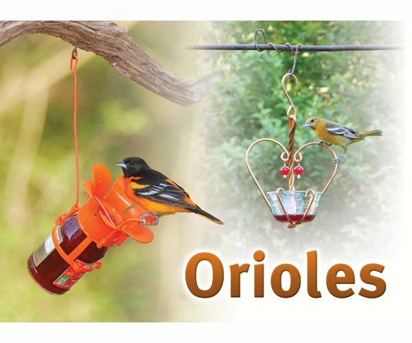 Orioles Sign
