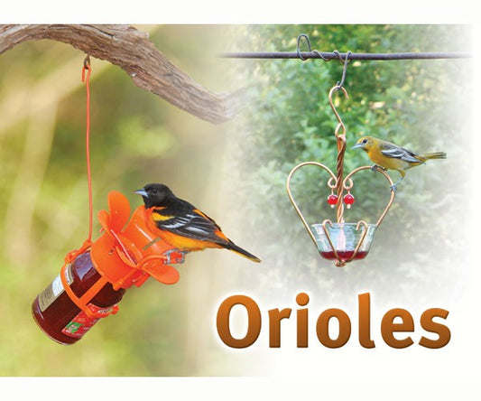 Orioles Sign