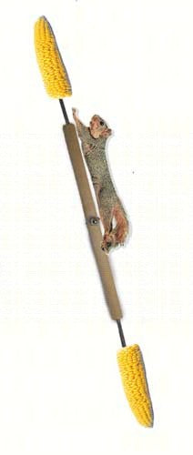 Squirrel Spinner