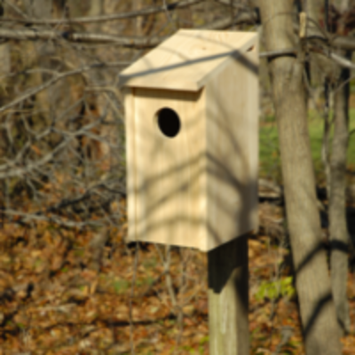 Screech Owl Joy Box - Owl House
